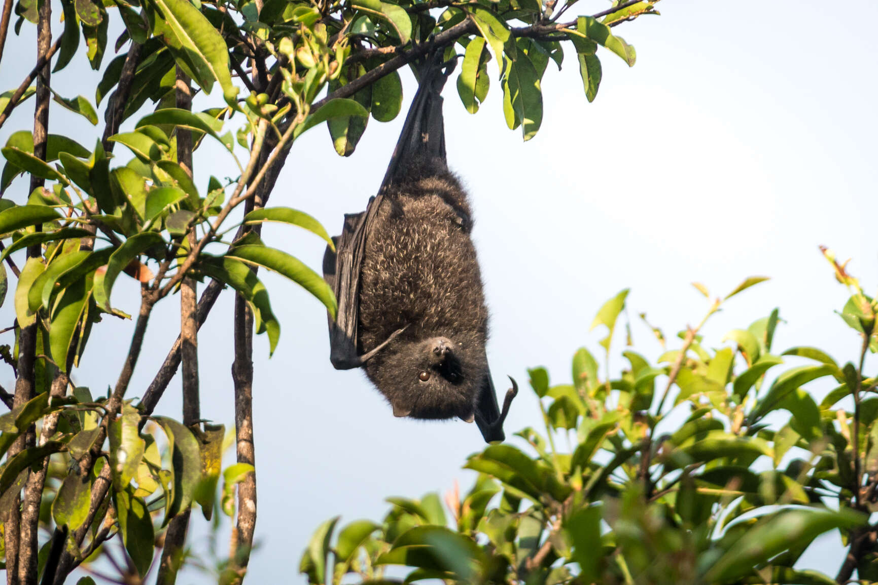 Image of Black-eared Flying Fox