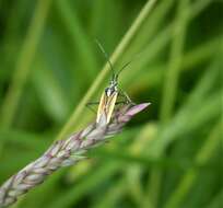 Image of Two-spotted Grass Bug