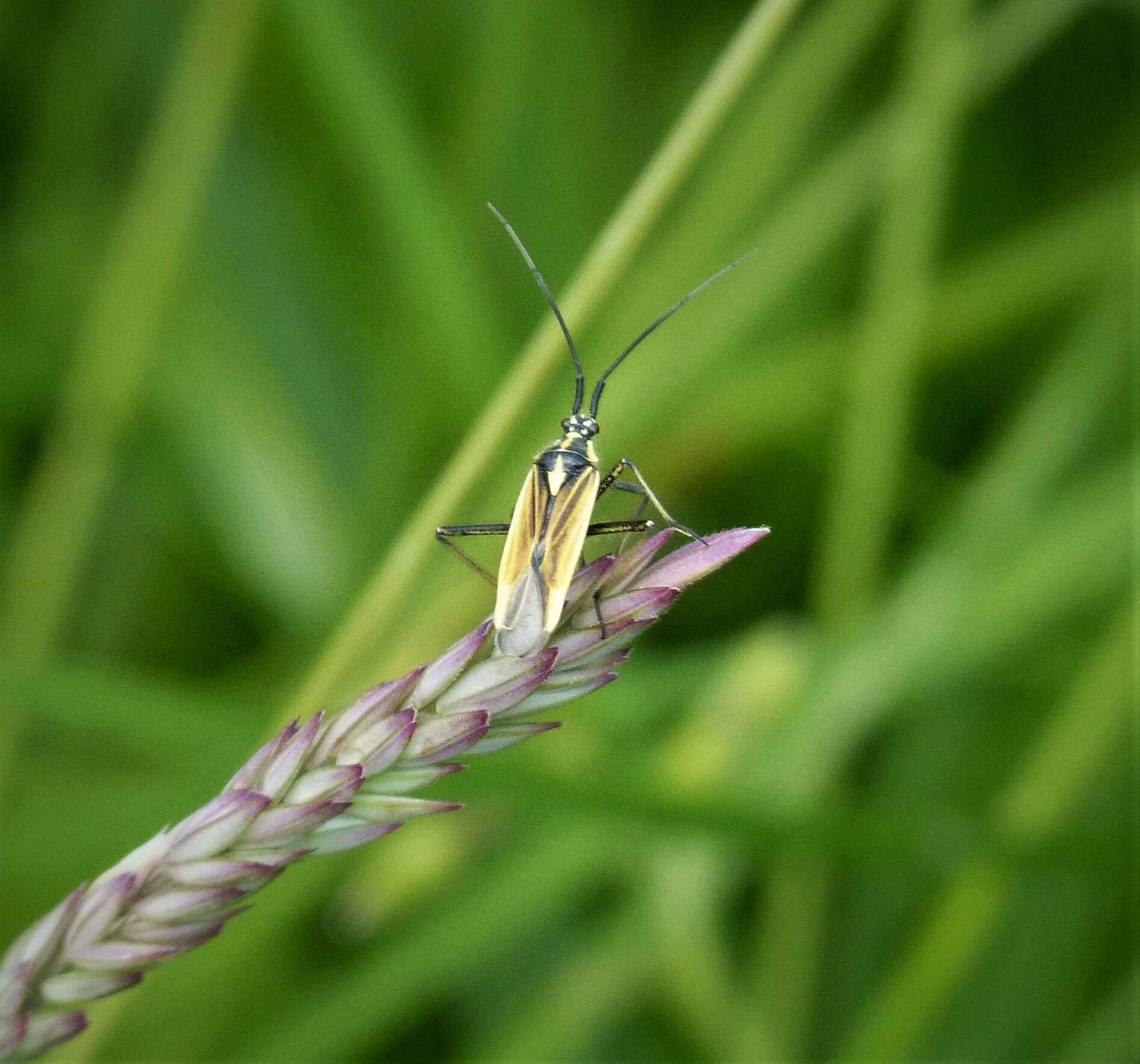 Image of Two-spotted Grass Bug