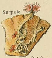 Plancia ëd Serpula vermicularis Linnaeus 1767