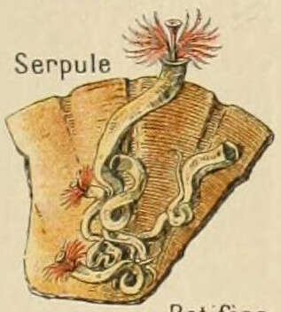 Image de petite serpule