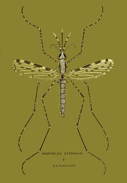 Image of Anopheles stephensi Liston 1901