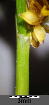 Image of Carex viridula