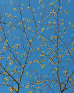 Hamamelis mollis Oliv. resmi