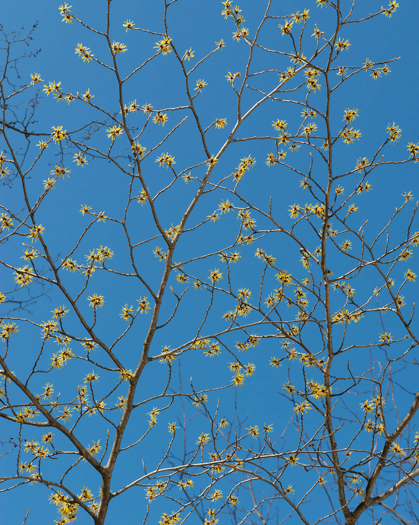 Hamamelis mollis Oliv. resmi