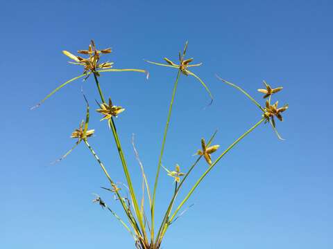 Image of Yellow Flat Sedge