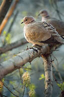 Image of Collared Dove