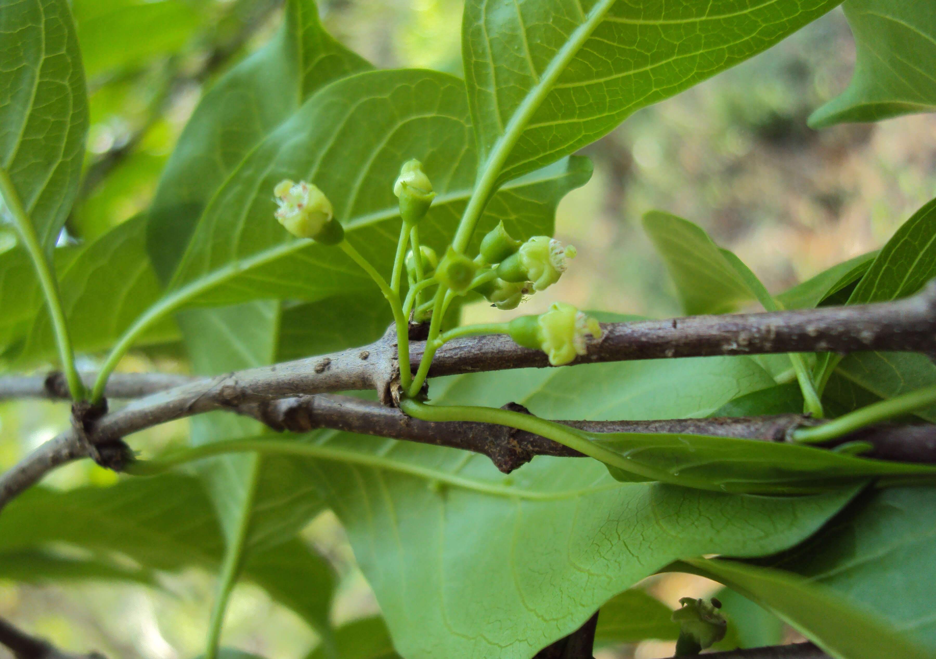 Image of Canthium coromandelicum (Burm. fil.) Alston