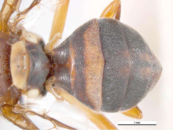 Image of Fruit fly