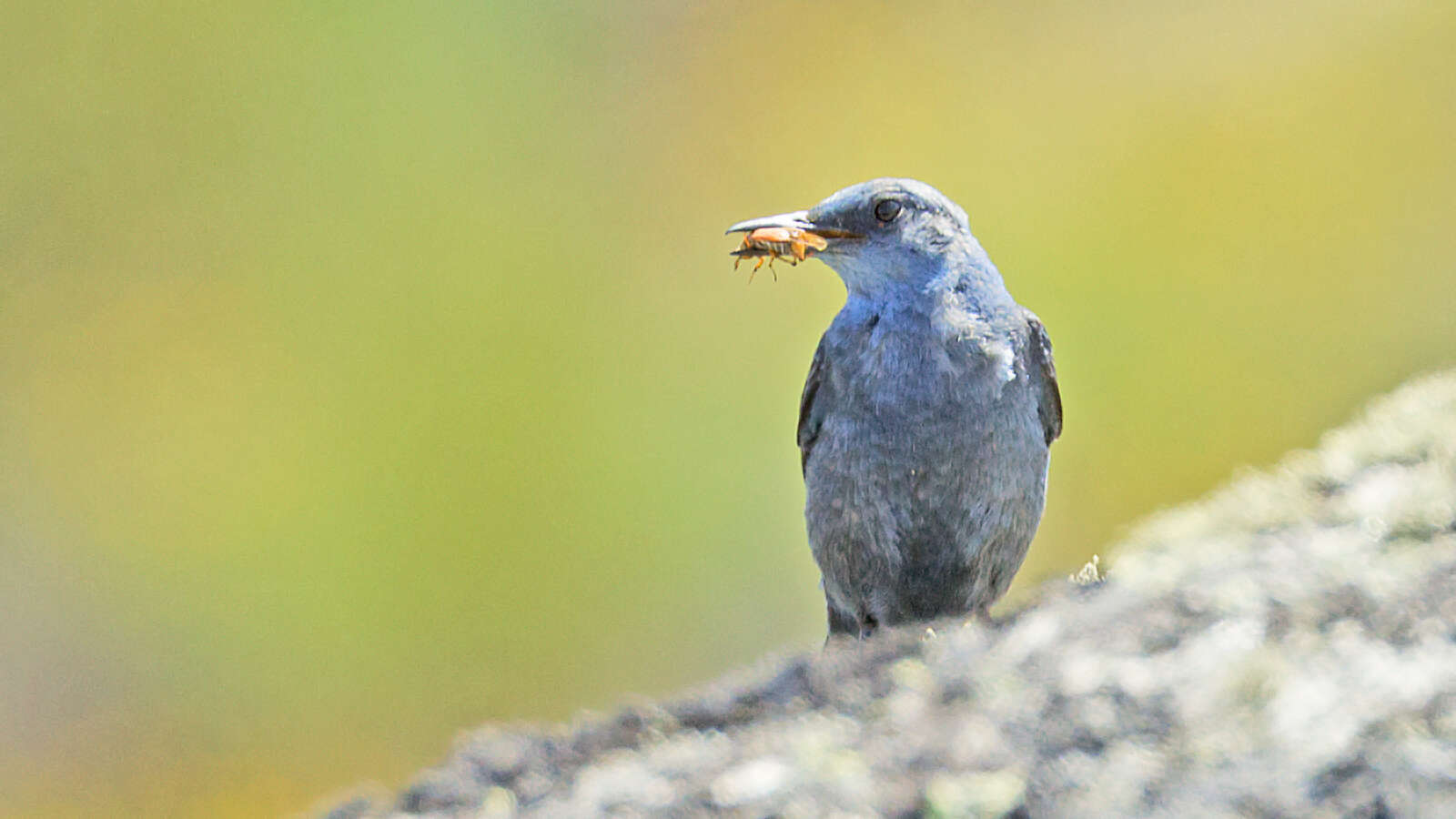 Imagem de Melro-azul