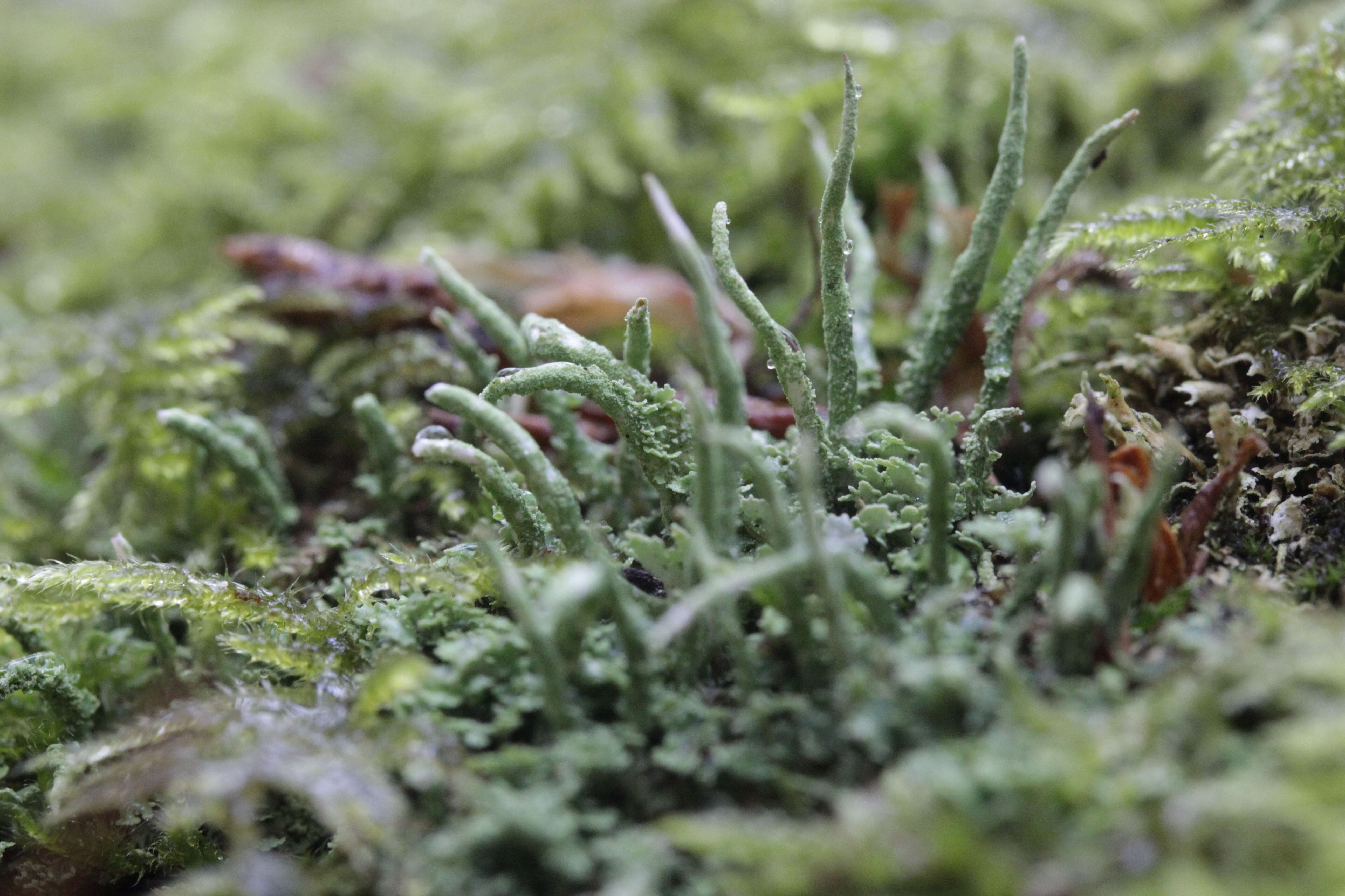 صورة Cladonia coniocraea (Flörke) Spreng.