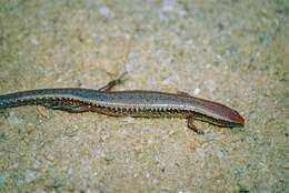 Image of Common Madagascar Skink