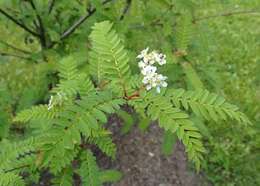 Image of Sorbus frutescens Mc All.