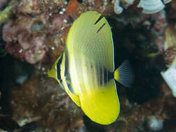 Слика од Zebrasoma veliferum (Bloch 1795)