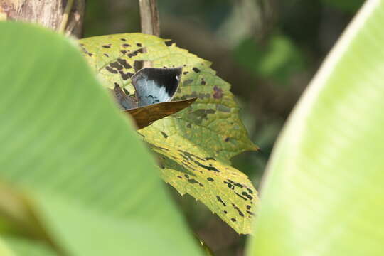 Image of Sahyadri blue oakleaf