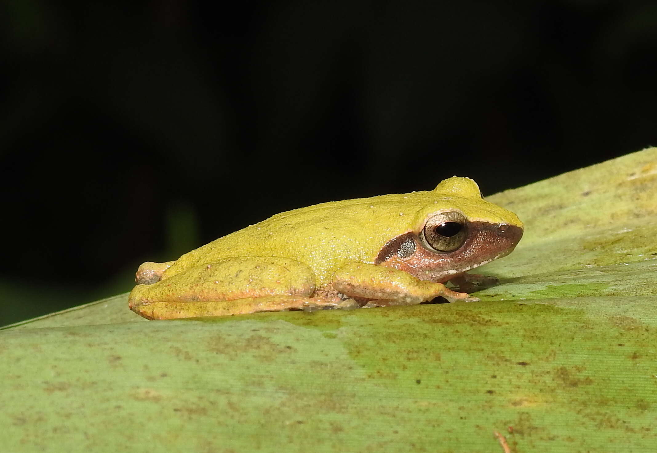 Image of Pseudophilautus amboli (Biju & Bossuyt 2009)