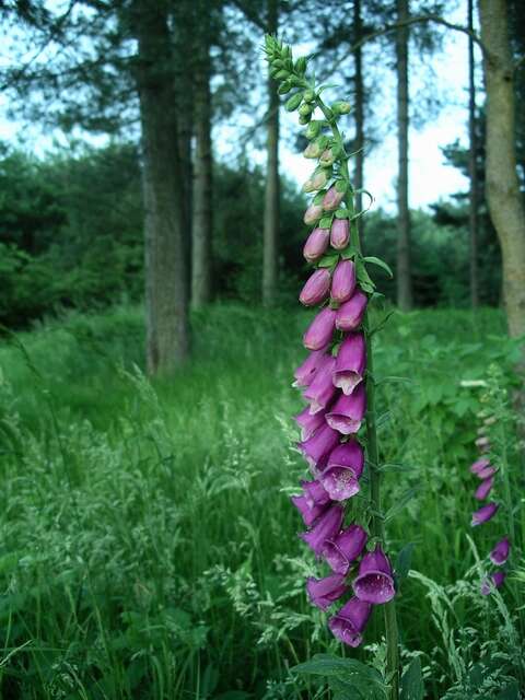 Imagem de Digitalis purpurea L.