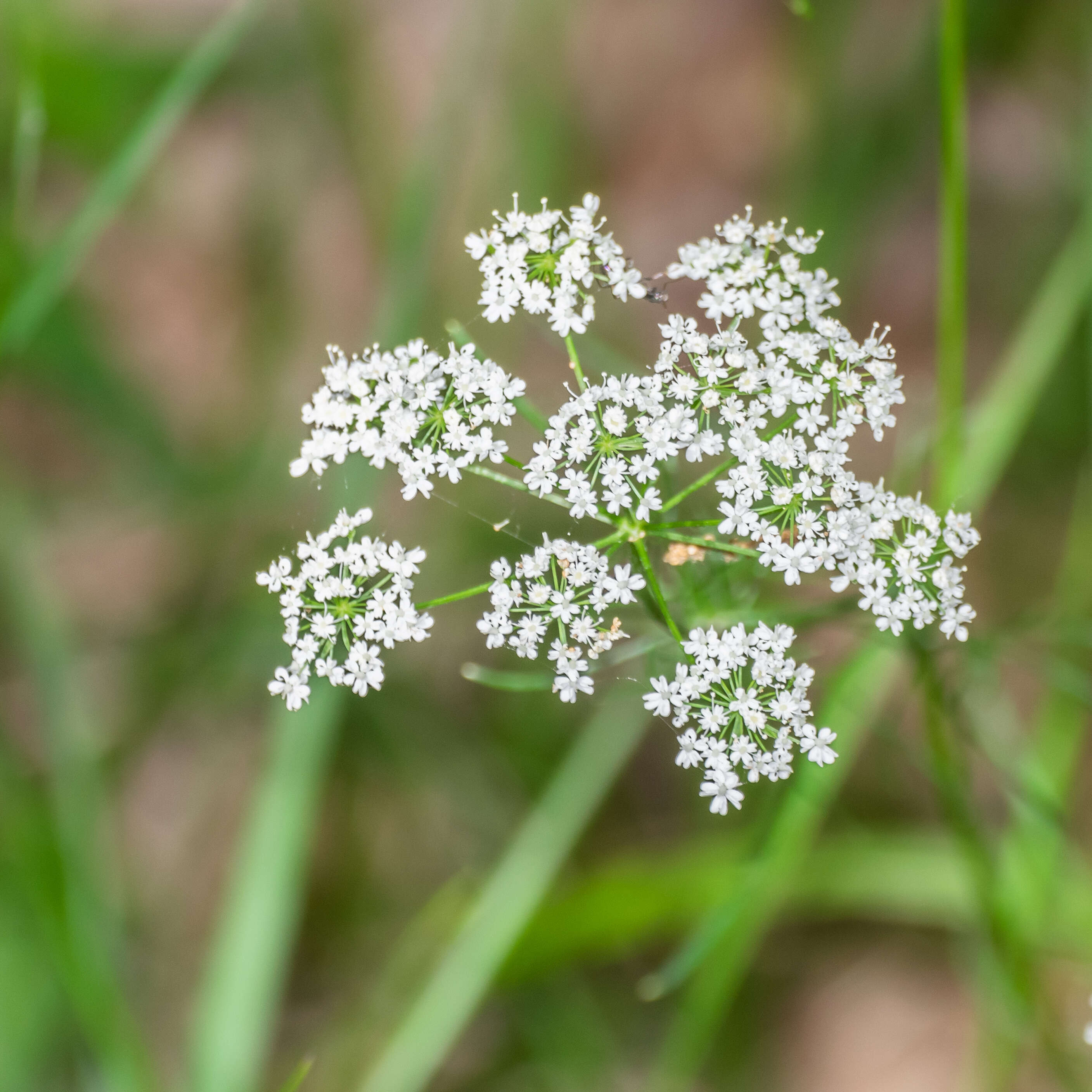 Conopodium resmi