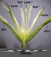 Image of barbed goatgrass