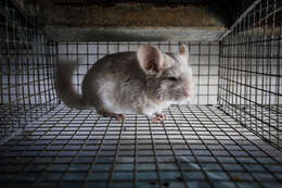 Image of chinchilla