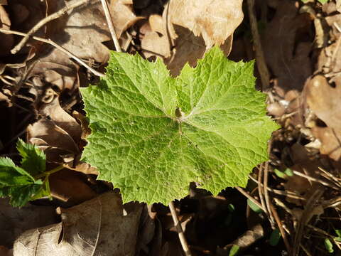 Image of Petasites albus (L.) Gaertn.