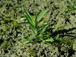 Слика од Dianthus deltoides L.