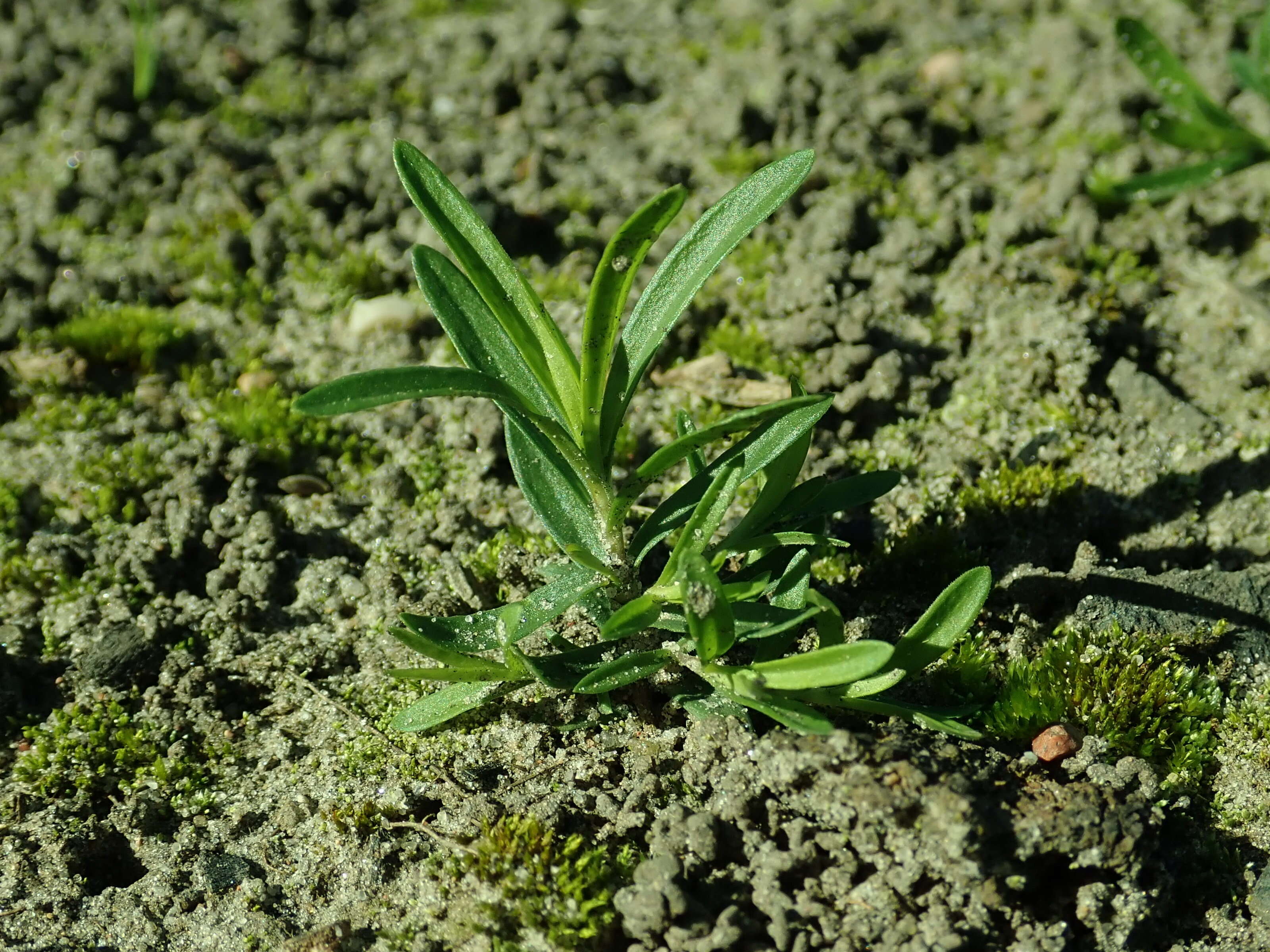 Слика од Dianthus deltoides L.