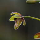 Image of Cymbidium hartinahianum J. B. Comber & Nasution