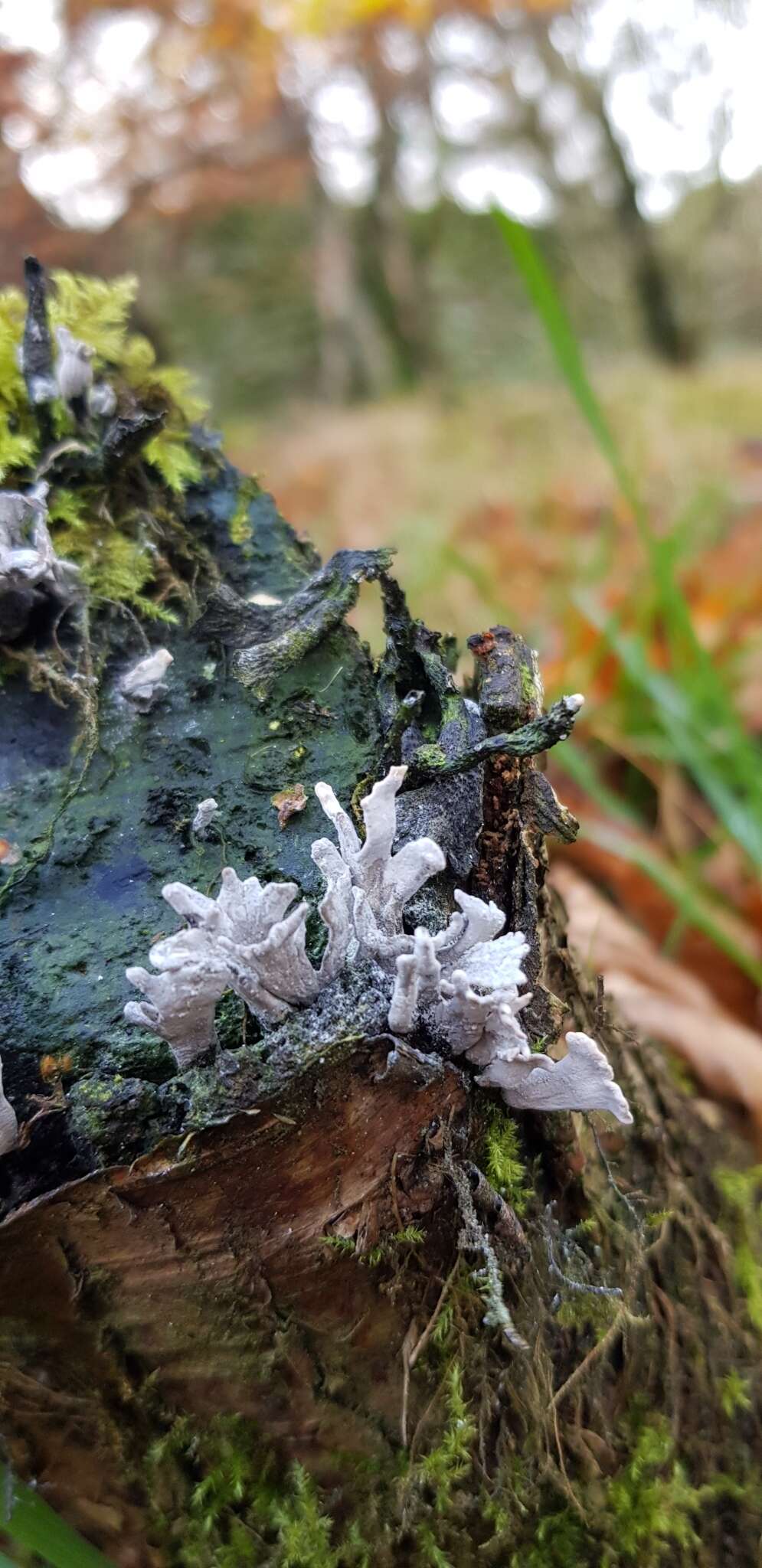 Image of Candle-snuff Fungus