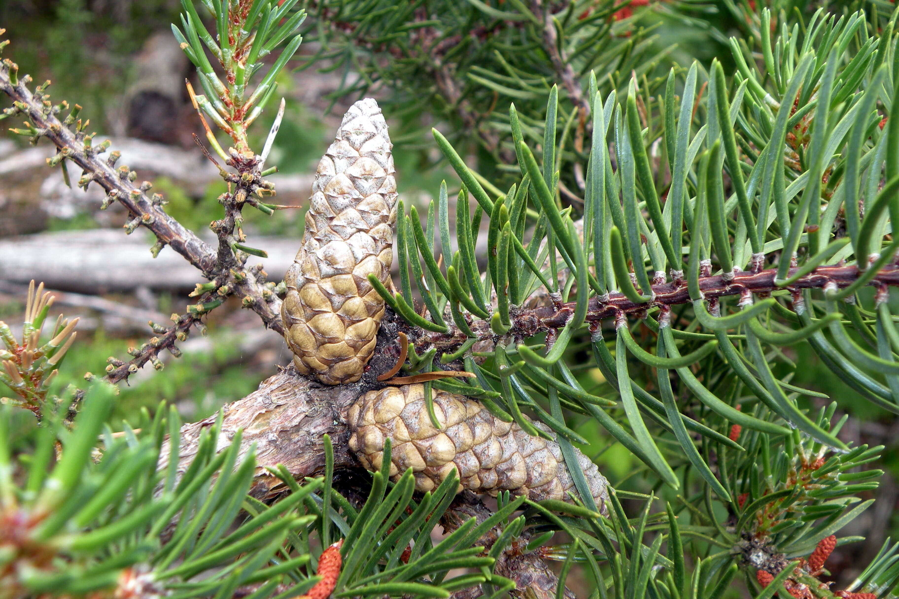 Image of jack pine