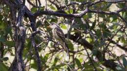 Image of Greater Pewee