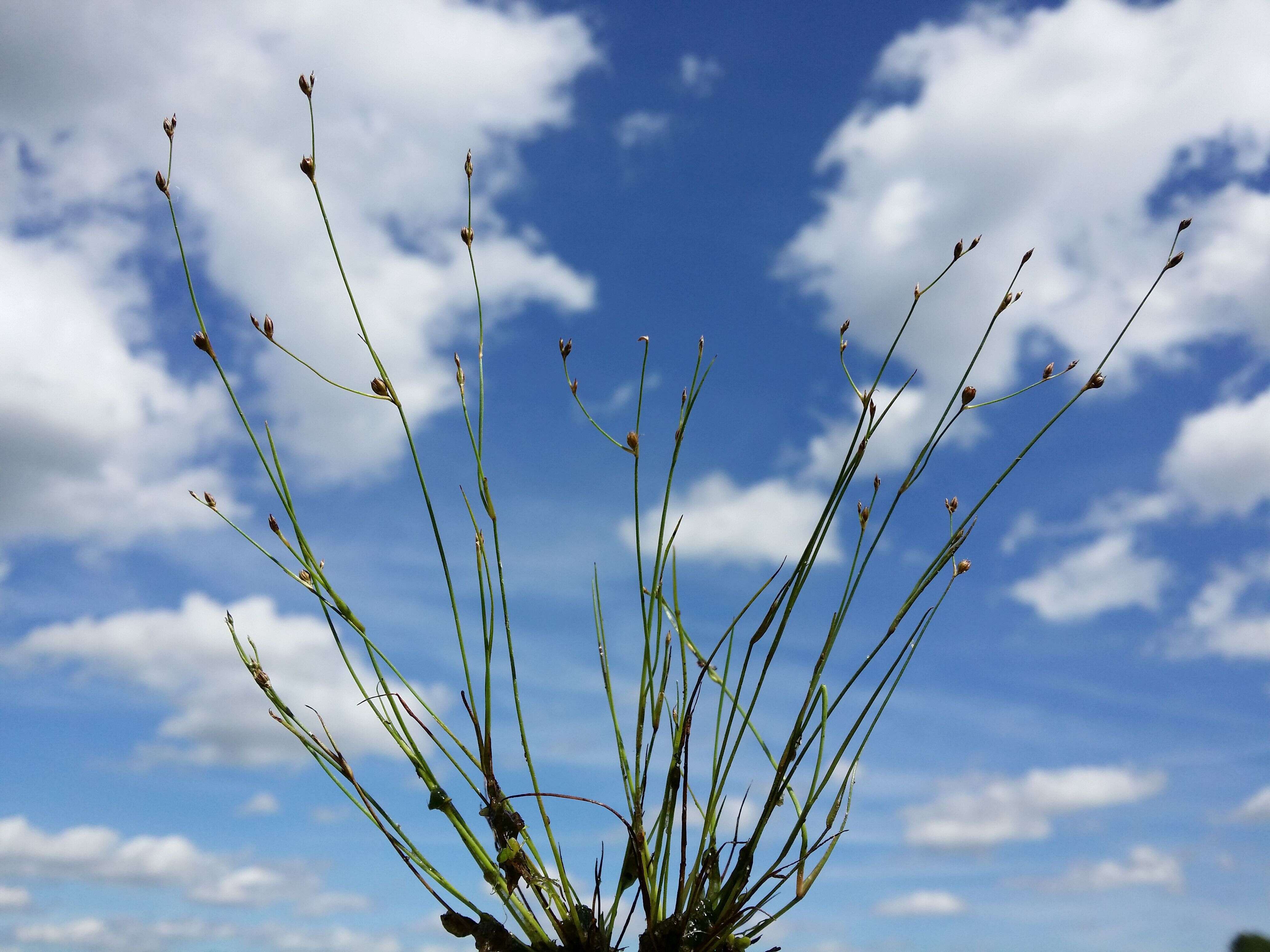 Image of sand rush