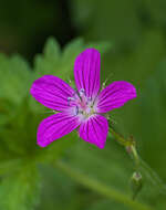 Imagem de Geranium palustre L.