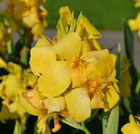 Image of canna lilies