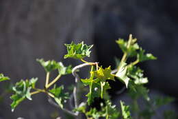 Image of Vasconcellea chilensis Planch.