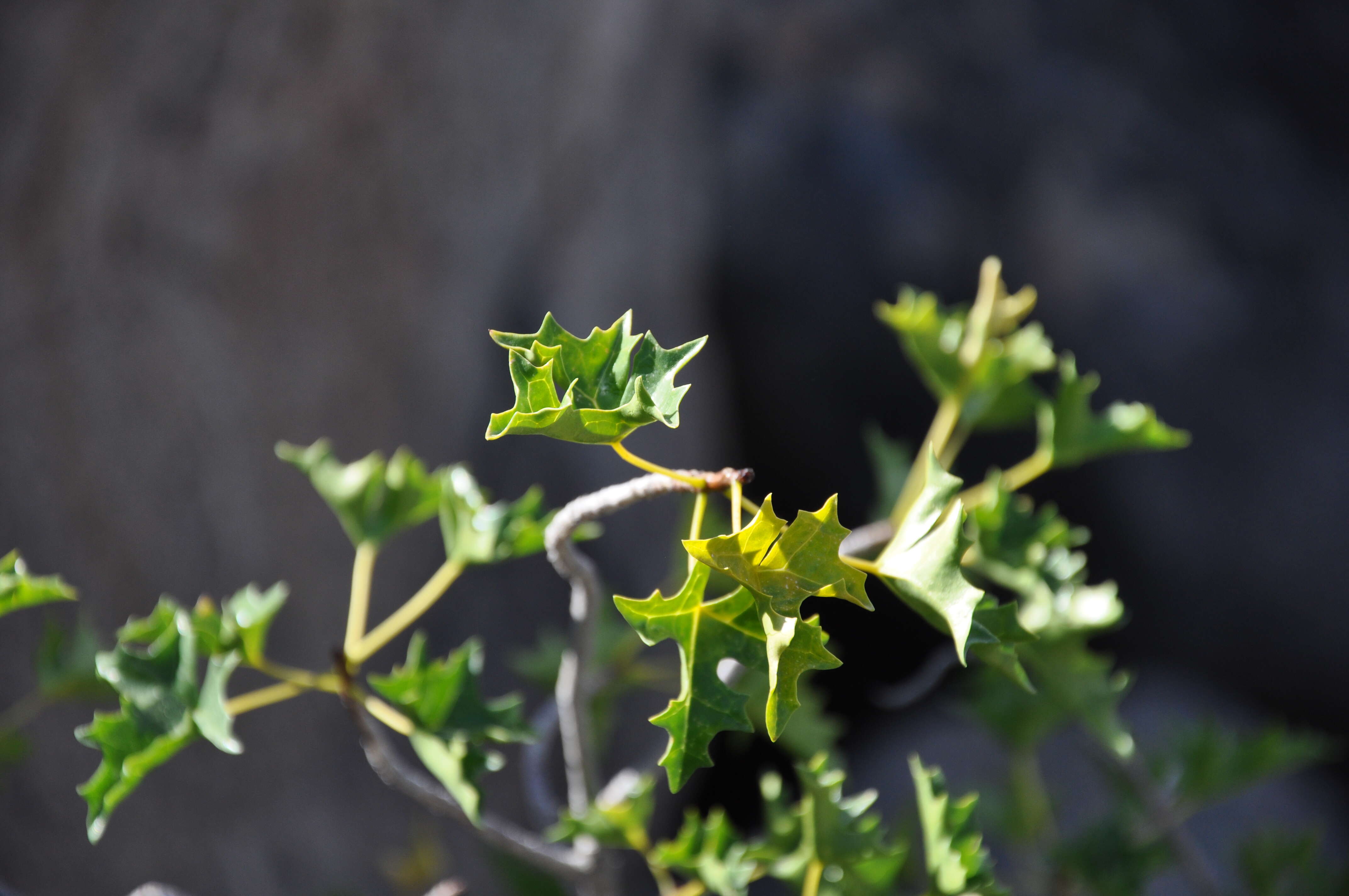 Image of Vasconcellea chilensis Planch.