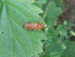 Image of Cantharis livida