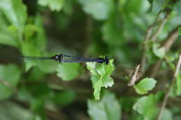 Image de Onychargia Selys 1865