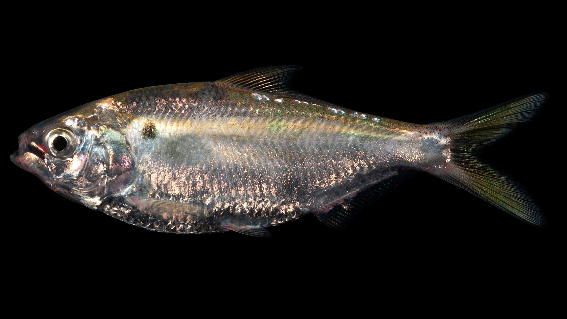 Image of Threadfin Shad