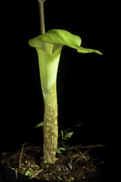 Image of Arisaema sazensoo (Blume) Makino