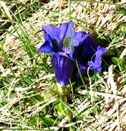 Image of Stemless Gentian