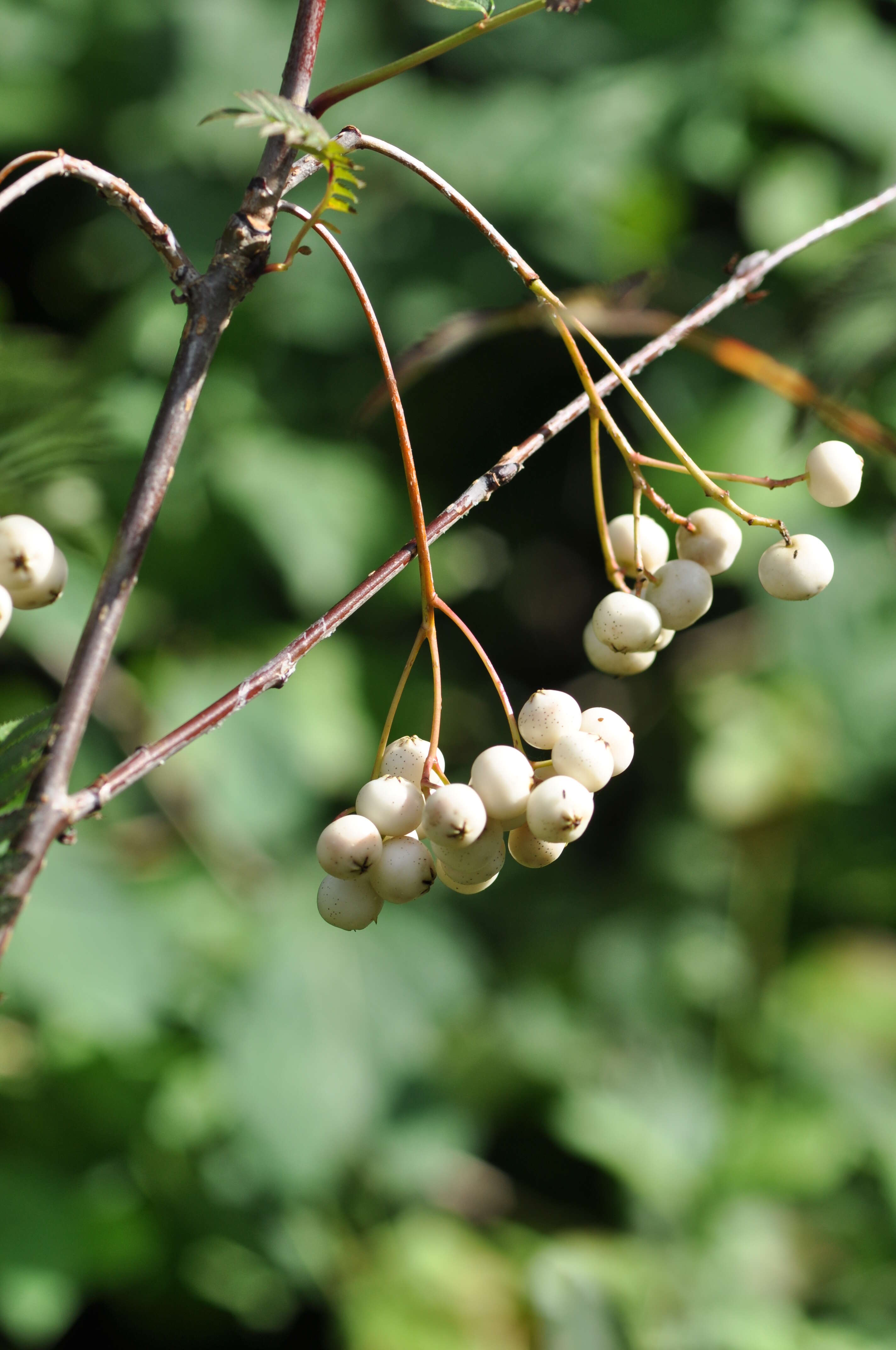 Imagem de Sorbus koehneana C. K. Schneid.