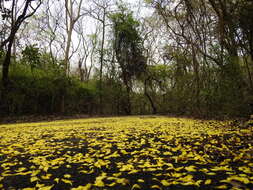 Image de Dillenia pentagyna Roxb.