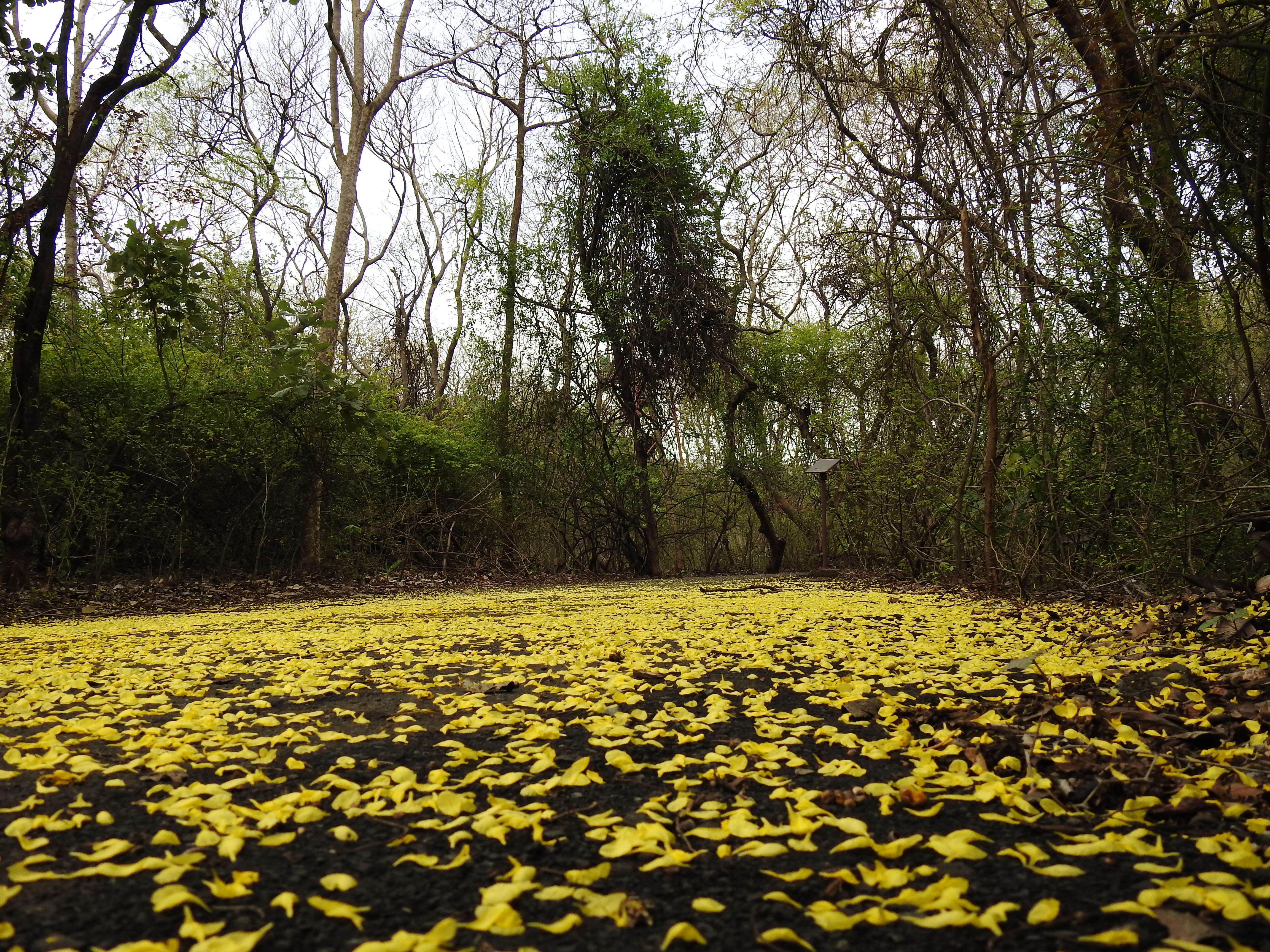 Imagem de Dillenia pentagyna Roxb.