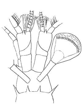 Image of Mysidae Haworth 1825