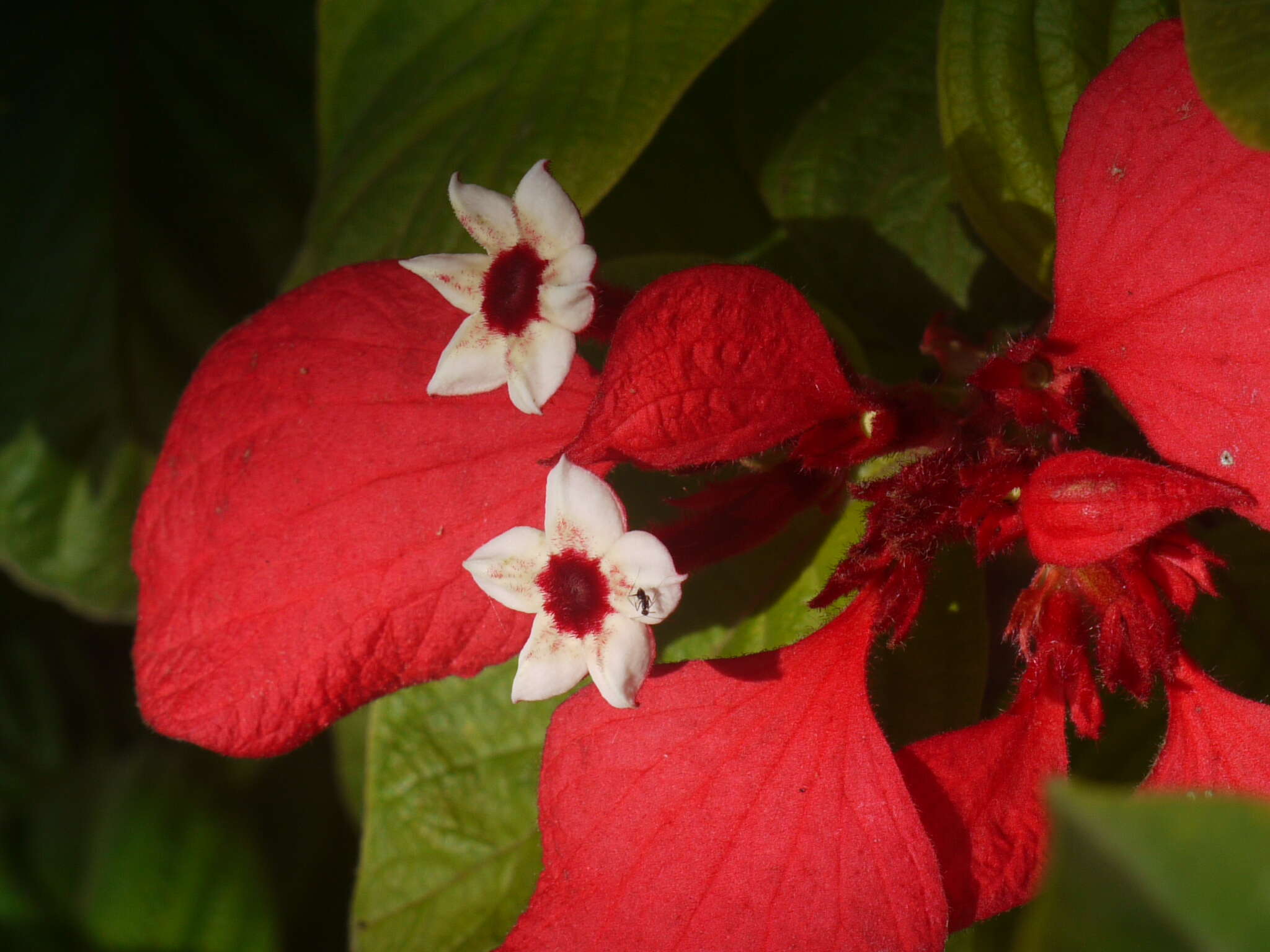 صورة Mussaenda erythrophylla Schumach. & Thonn.