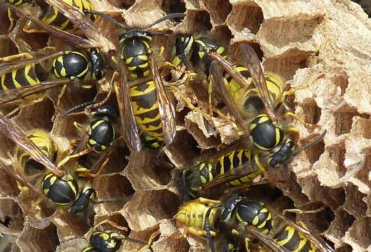 Image of Common wasp