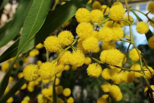 Image of Acacia macradenia Benth.