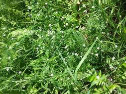 Imagem de Stellaria graminea L.