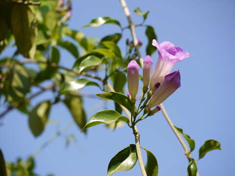 Image of garlicvine